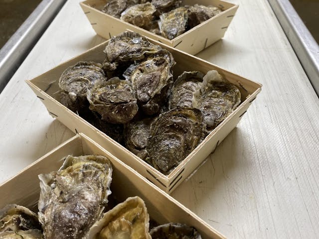 Bourriche d'huîtres "l'Authentique" de Paimpol - 50n°3